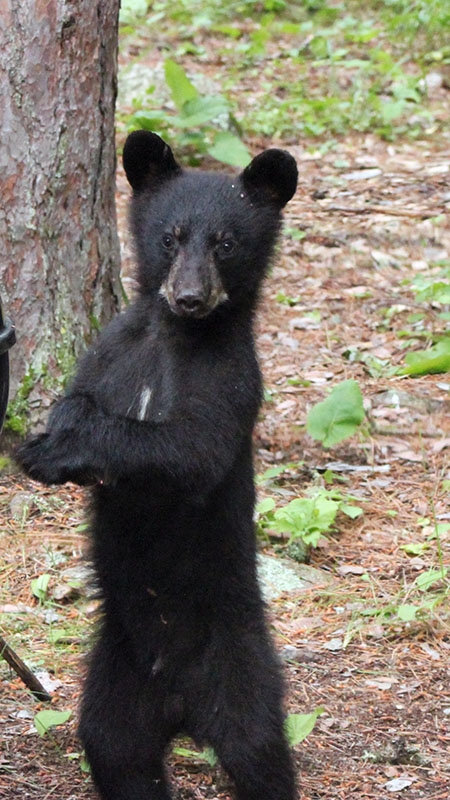 RC's cub