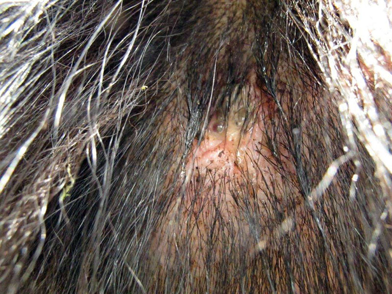 20140710 Ferns bite
