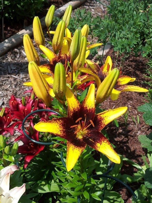 NABC flowers