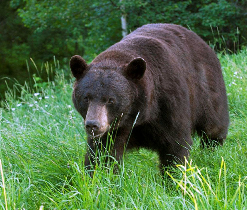 Crackle in shade - July 23