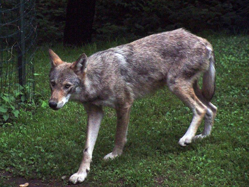 Wolf