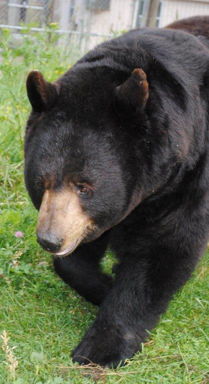 Ted