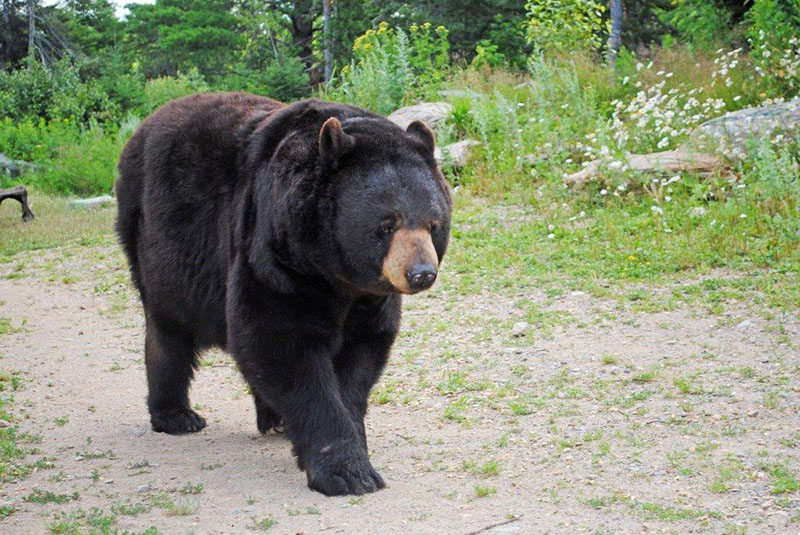 Ted
