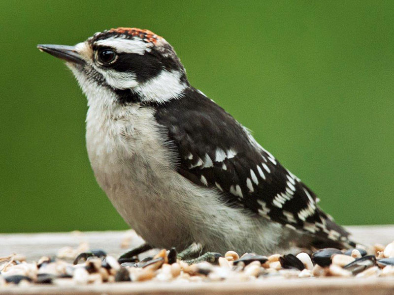 Juvenile male Downy Woodpecker