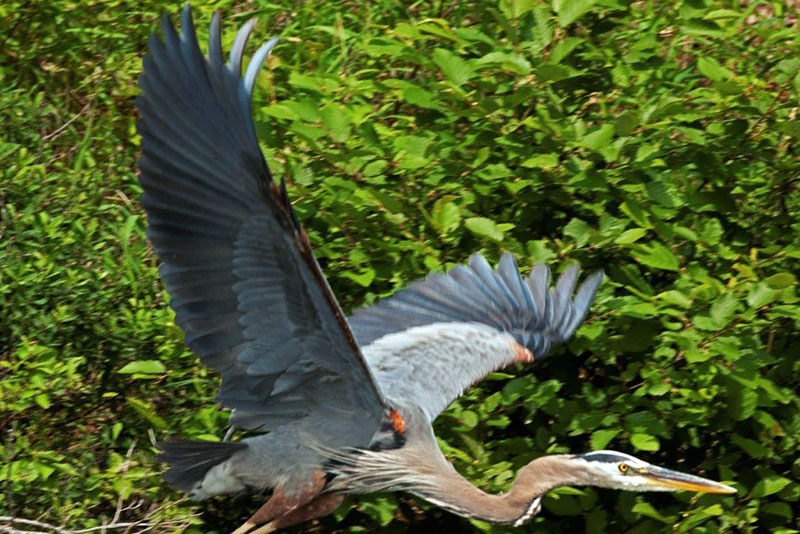 Great Blue Heron flying