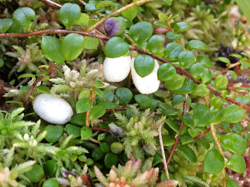 Snowberries