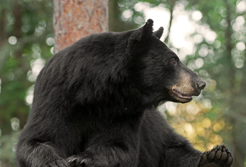 RC watching deer - Aug 3
