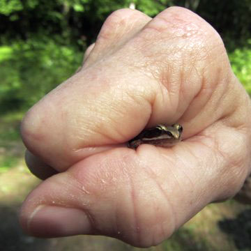 Tiny wood frog