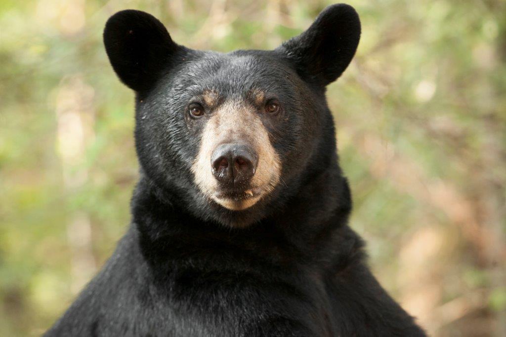 Lily the Black Bear
