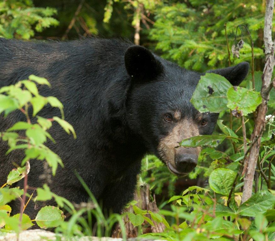 No signs of a collar