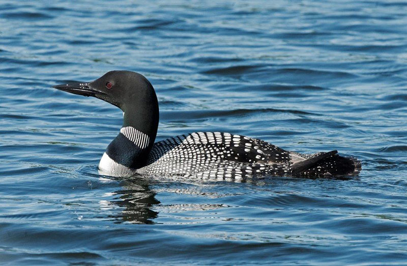 Loon