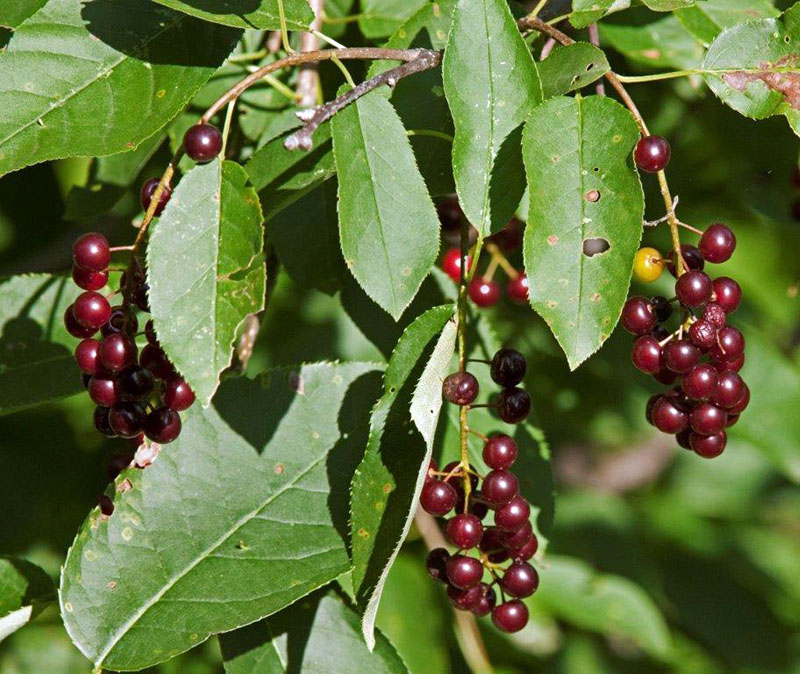 Chokecherries