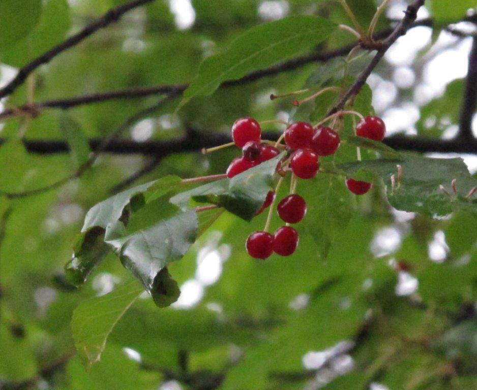 Pincherries