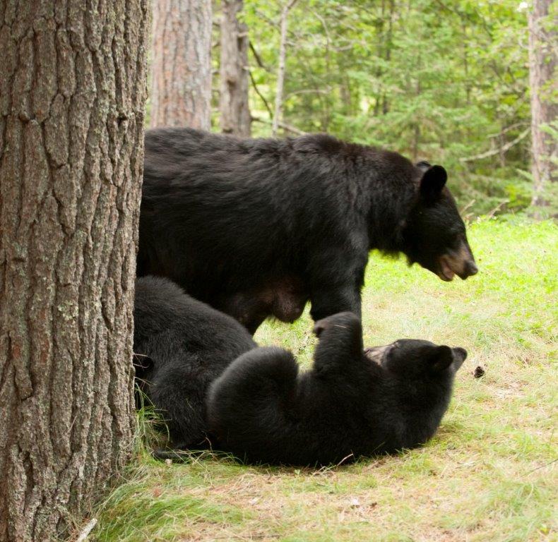 RC and her cubs