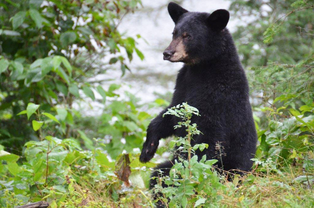 Bear Standing