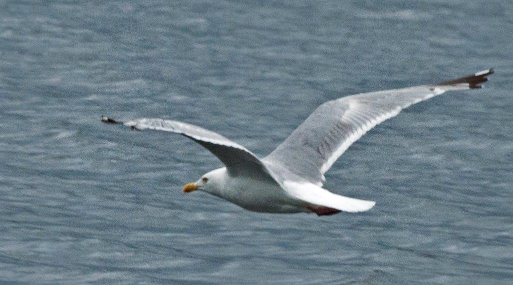 Herring Gull