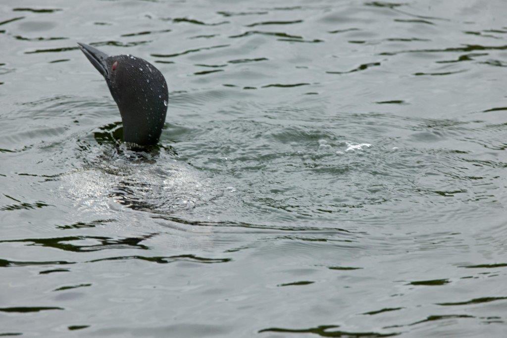 Loon low in the water