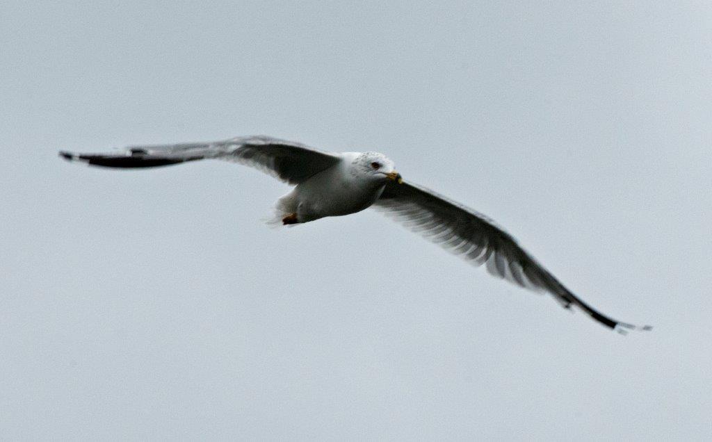 Ring-billed Gull 8-19-14