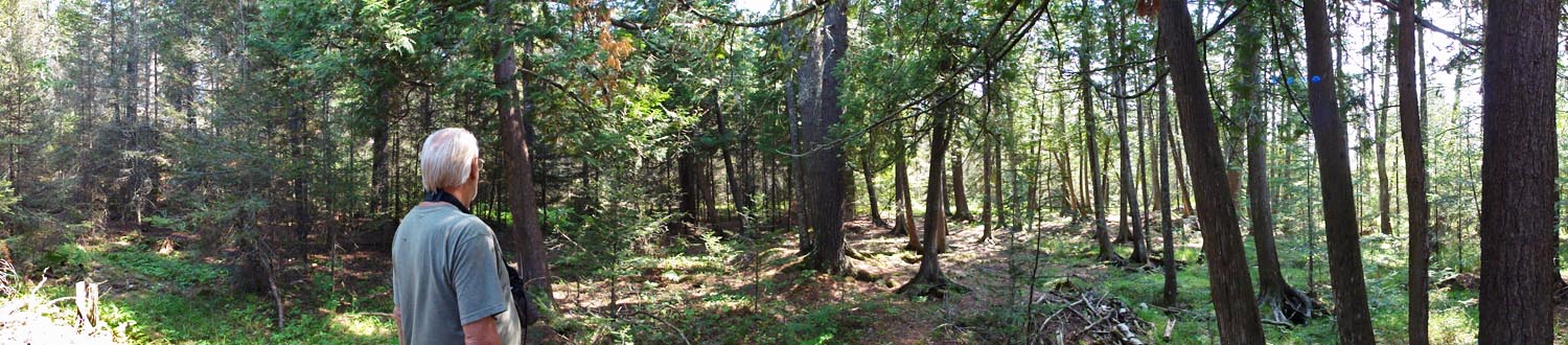 Lynn Rogers tracking down a bear - 7-12-2012