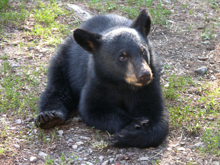 Cub(?) at the research station - 7-31-2010