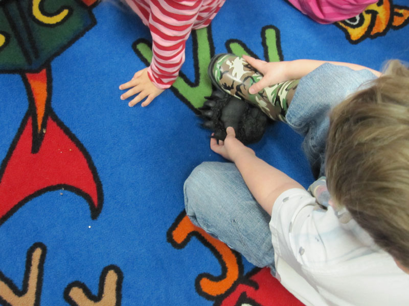 Comparing sizes of bear feet to themselves.