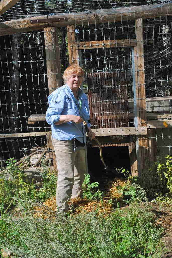 Cleaning pens at NABC