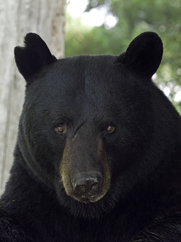 Shylow - August 1, 2013