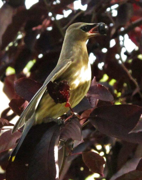 Cedar Waxwing Juvenile