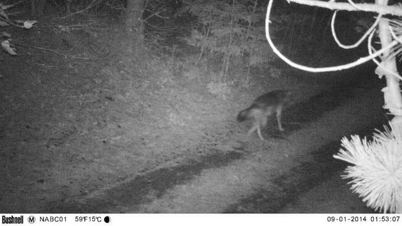 Trail Cam Capture - 9-1-14