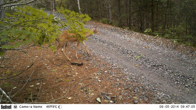 Trail Cam Capture - 9-5-14