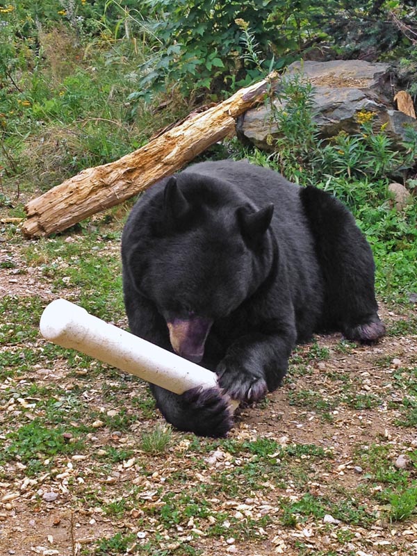Lucky with enrichment device