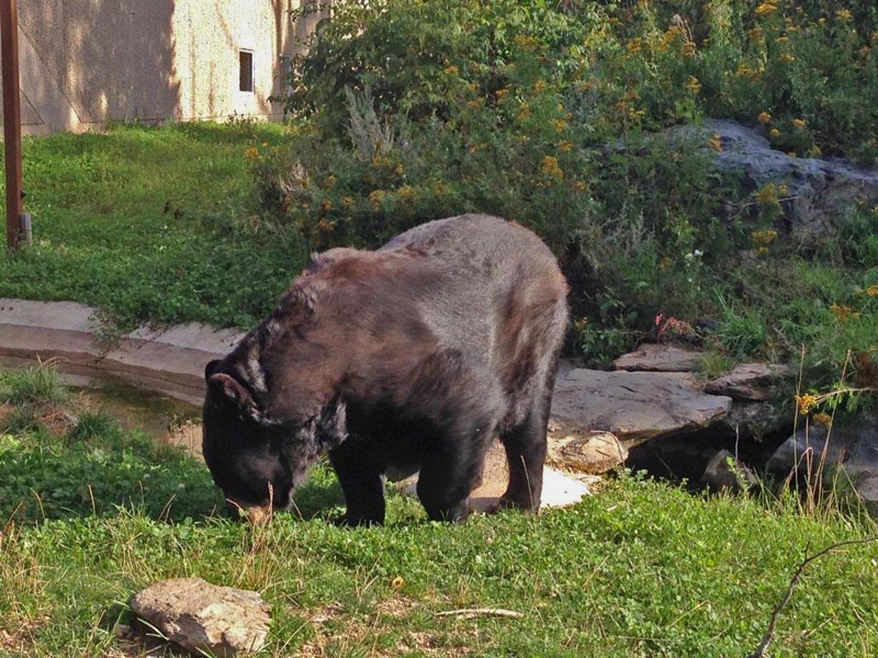 Ted grazing