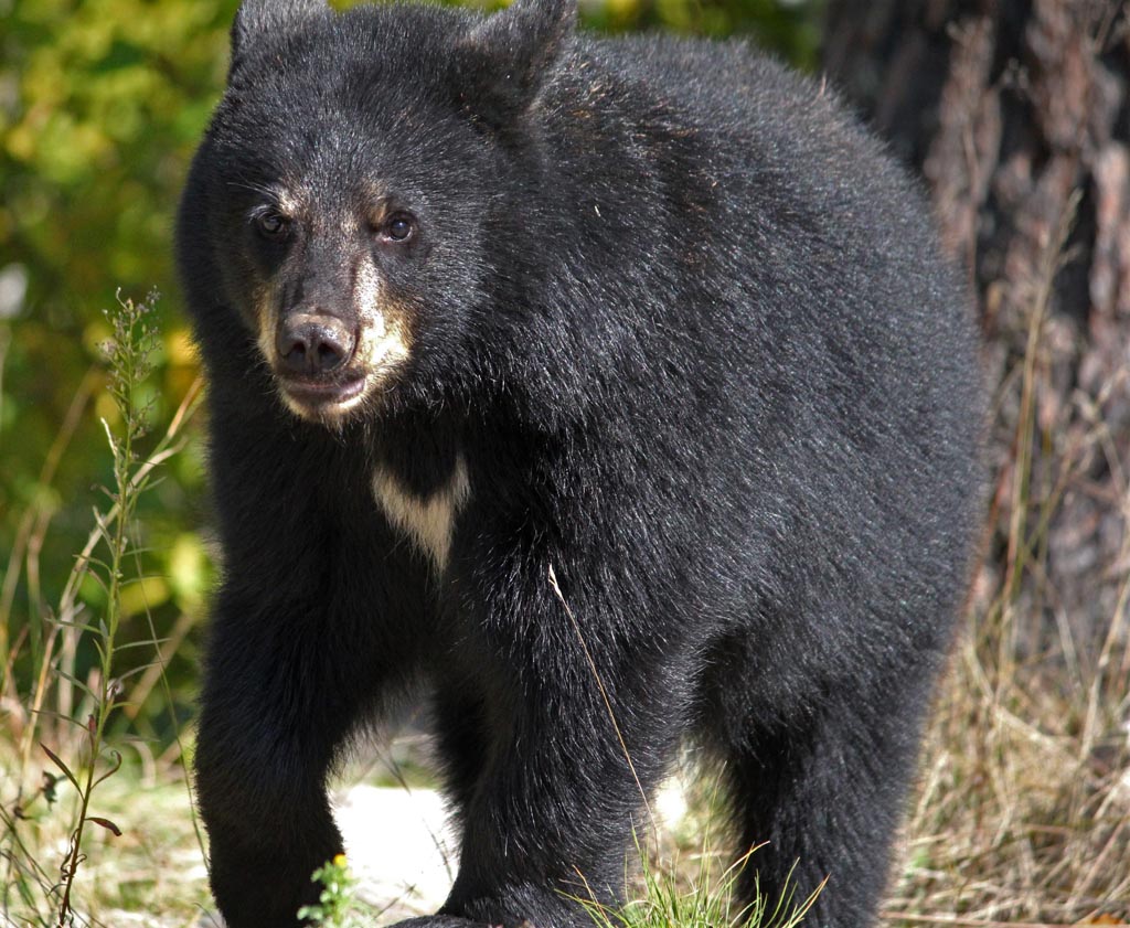 Summer's cub - Sept. 16, 2014