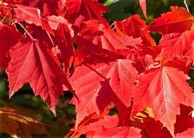 Maple leaves turning