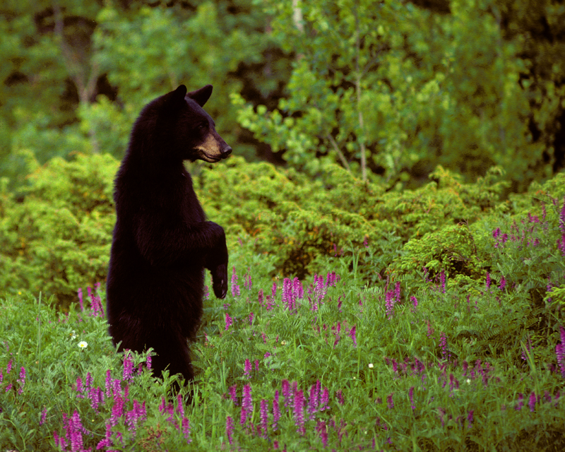 Bear standing in Vetch