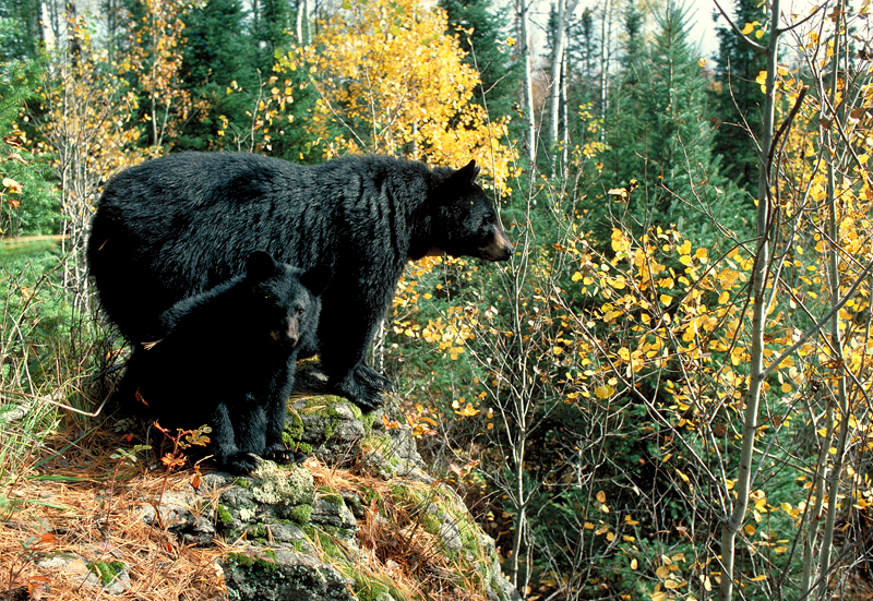 Mother and cub in fall