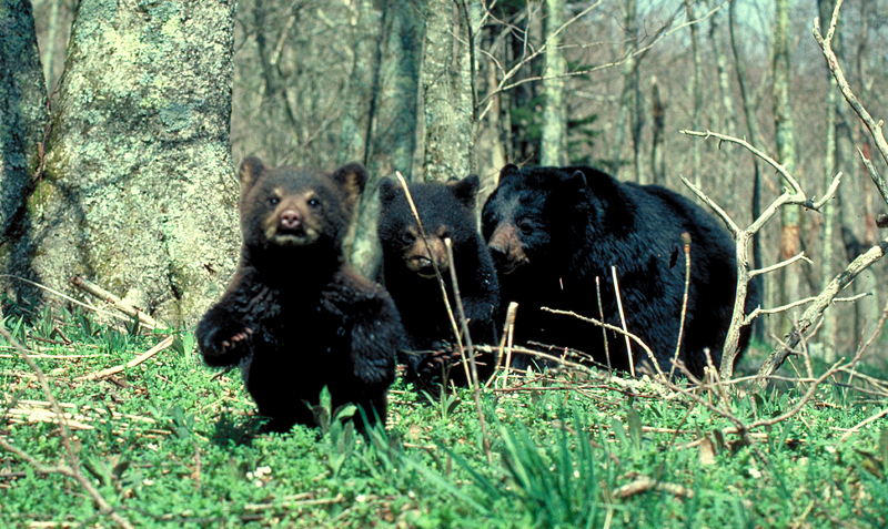 Mother and cubs