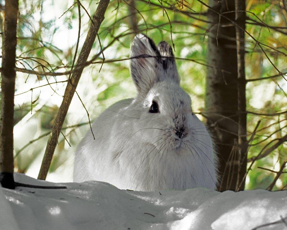 Snowshoe Hare