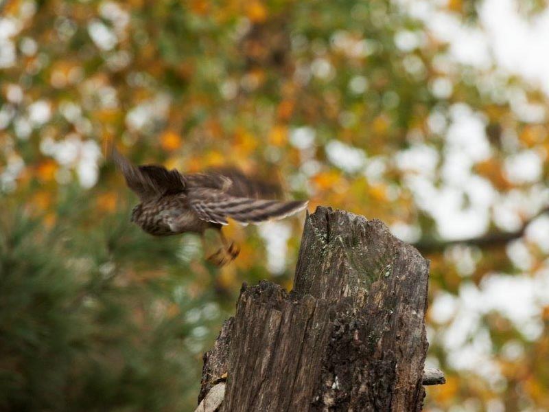 Sharp-shinned Hawk - 10-1-14