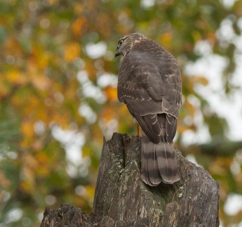 Sharp-shinned Hawk - 10-1-14