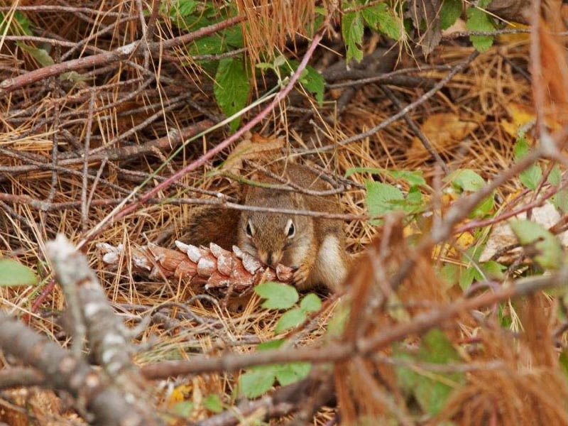 Red squirrel eating pine cone