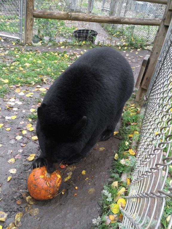 Holly with her pumpkin