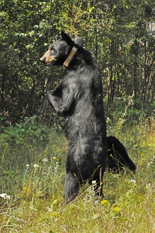 Jewel standing up - 8-7-14