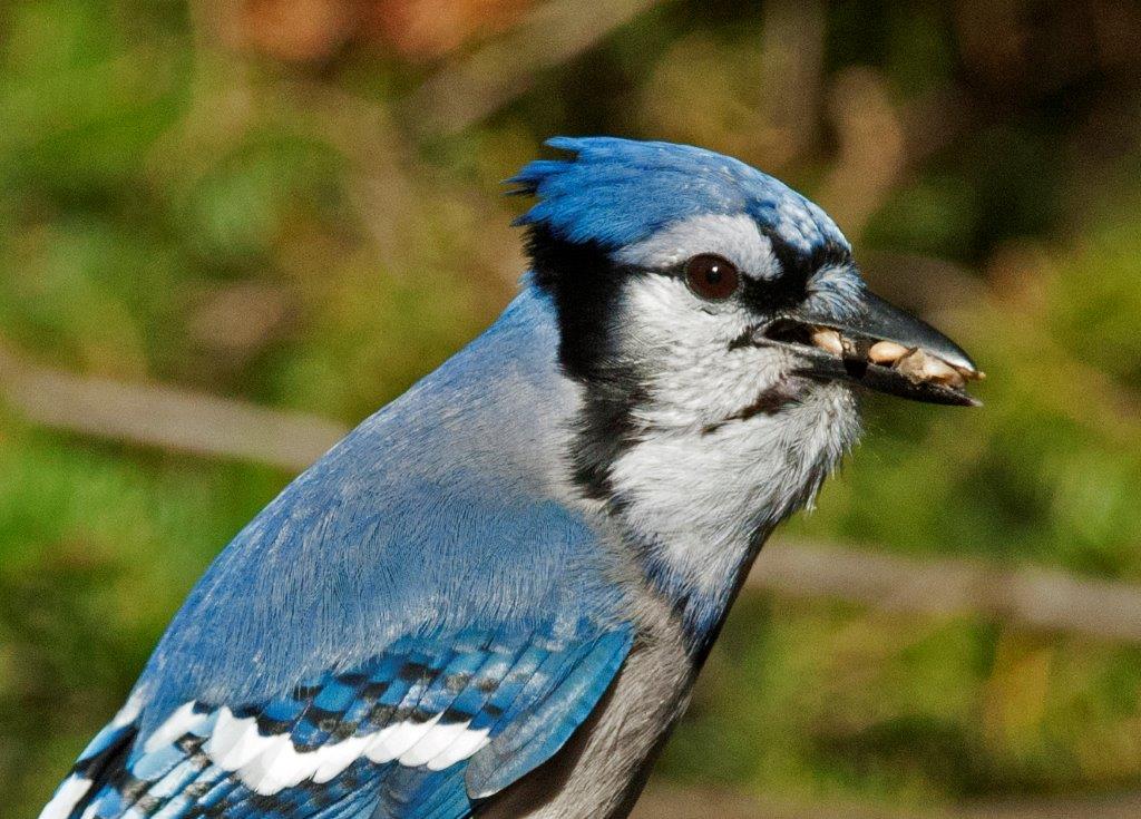Blue Jay with sunflower seeds