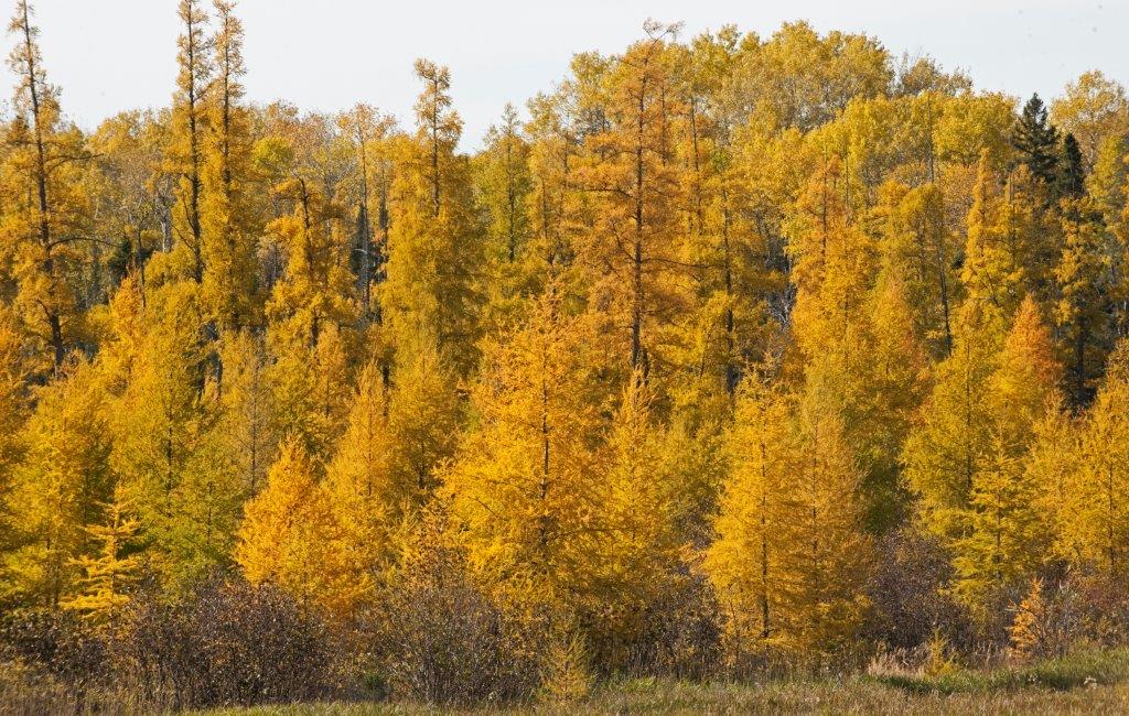 Tamaracks in their splendor