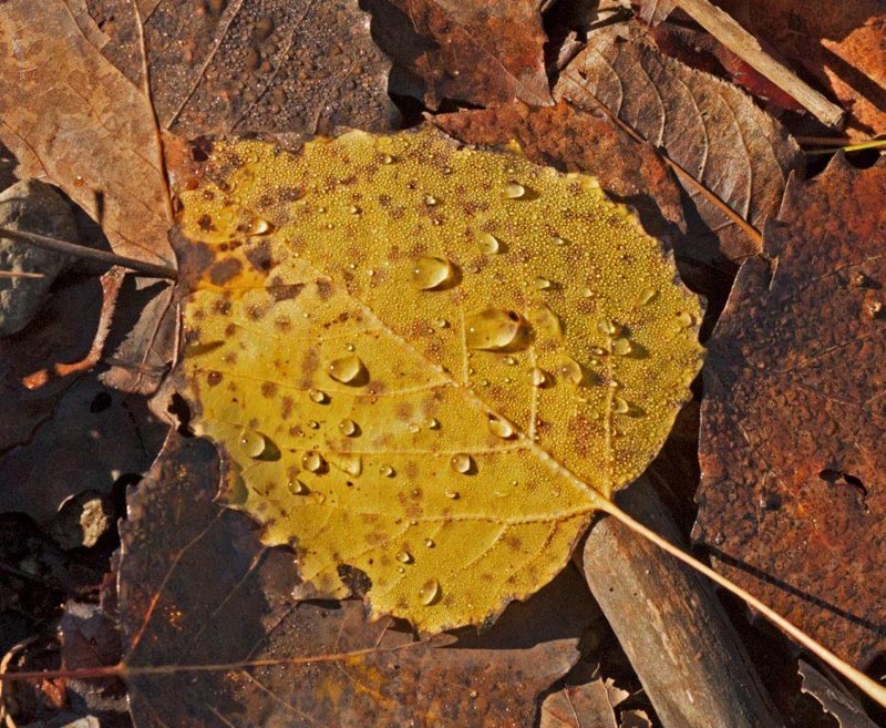 Big tooth aspen leaf