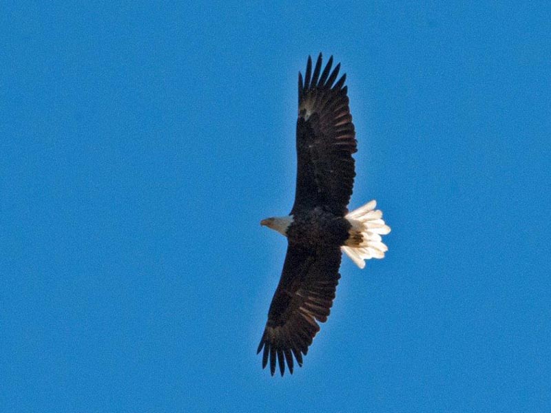 Eagle soaring