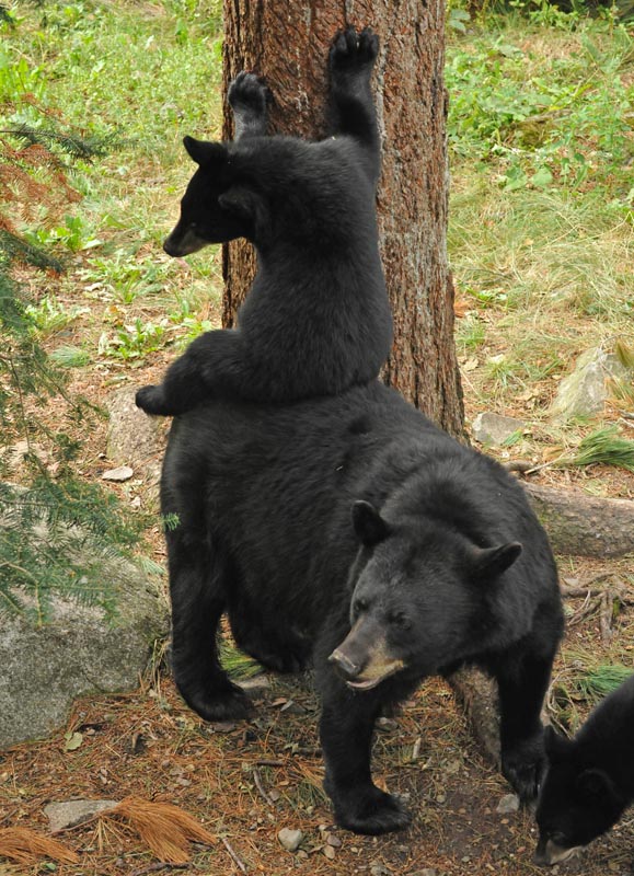 RC and cub - 2012
