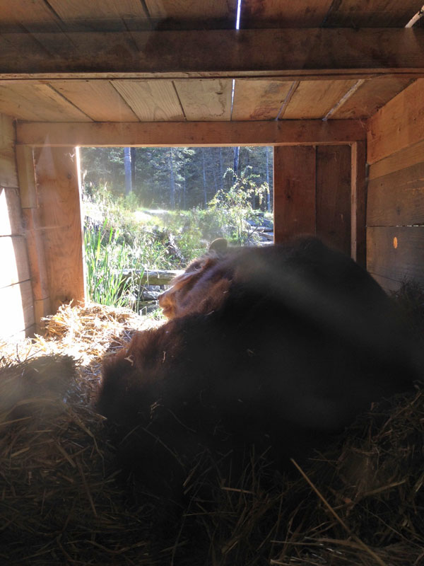 Honey in window den
