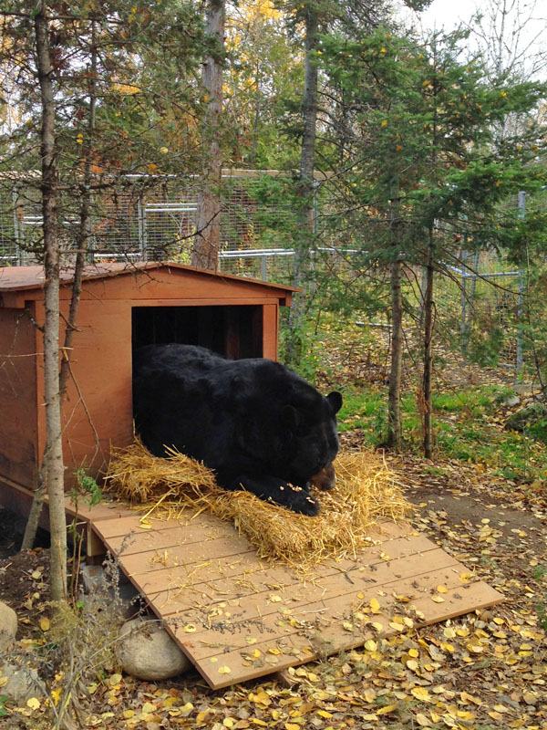 Ted moving straw